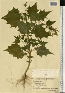 Chenopodiastrum hybridum (L.) S. Fuentes, Uotila & Borsch, Eastern Europe, Central region (E4) (Russia)