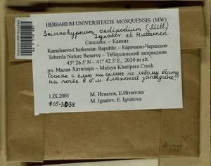 Sciuro -hypnum oedipodium (Mitt.) Ignatov & Huttunen, Bryophytes, Bryophytes - North Caucasus & Ciscaucasia (B12) (Russia)