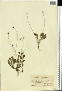 Bellis perennis L., Eastern Europe, West Ukrainian region (E13) (Ukraine)