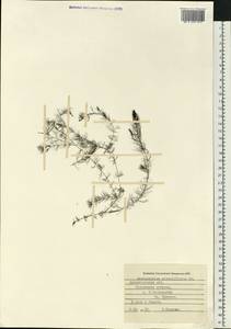 Myriophyllum alterniflorum DC., Eastern Europe, Northern region (E1) (Russia)
