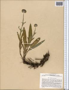 Solenanthus hirsutus Regel, Middle Asia, Pamir & Pamiro-Alai (M2) (Tajikistan)
