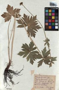 Trollius asiaticus L., Siberia, Altai & Sayany Mountains (S2) (Russia)