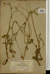 Crepis foetida subsp. rhoeadifolia (M. Bieb.) Celak., Caucasus, Azerbaijan (K6) (Azerbaijan)