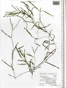 Potamogeton acutifolius Link, Eastern Europe, Central region (E4) (Russia)