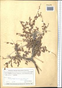 Atraphaxis spinosa L., Middle Asia, Muyunkumy, Balkhash & Betpak-Dala (M9) (Kazakhstan)