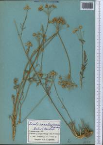 Seseli karateginum Lipsky, Middle Asia, Pamir & Pamiro-Alai (M2) (Tajikistan)
