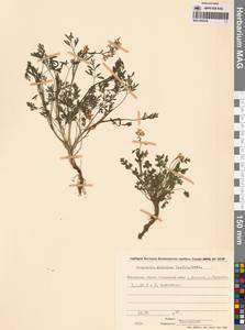 Corydalis sibirica (L.fil.) Pers., Siberia, Chukotka & Kamchatka (S7) (Russia)