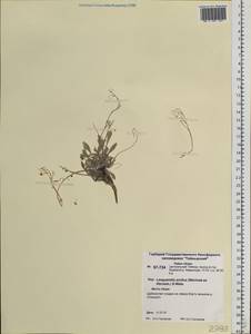 Physaria arctica (Wormsk. ex Hornem.) O'Kane & Al-Shehbaz, Siberia, Central Siberia (S3) (Russia)