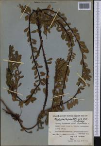Arctostaphylos uva-ursi (L.) Spreng., Siberia, Yakutia (S5) (Russia)