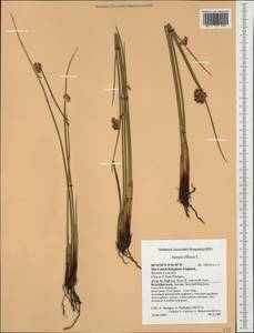 Juncus effusus L., Western Europe (EUR) (United Kingdom)