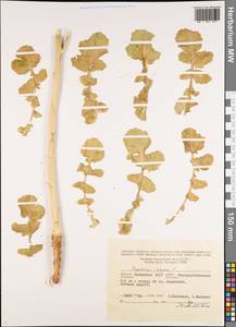 Brassica napus L., Eastern Europe, Lower Volga region (E9) (Russia)