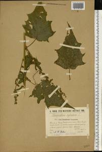 Chenopodiastrum hybridum (L.) S. Fuentes, Uotila & Borsch, Eastern Europe, Middle Volga region (E8) (Russia)