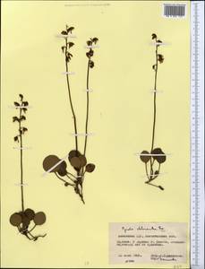 Pyrola chlorantha Sw., Middle Asia, Northern & Central Kazakhstan (M10) (Kazakhstan)