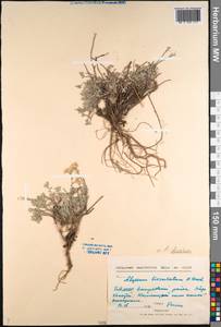 Odontarrhena obovata C.A.Mey., Siberia, Baikal & Transbaikal region (S4) (Russia)