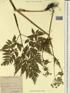 Chaerophyllum aureum L., Eastern Europe, Lower Volga region (E9) (Russia)
