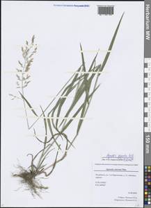 Agrostis clavata Trin., Eastern Europe, Eastern region (E10) (Russia)