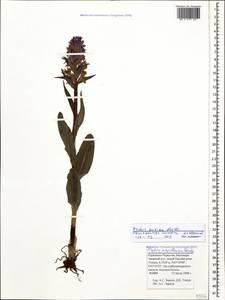 Dactylorhiza euxina (Nevski) Czerep., Caucasus, Stavropol Krai, Karachay-Cherkessia & Kabardino-Balkaria (K1b) (Russia)