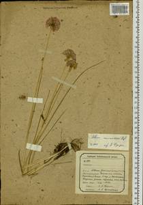 Allium maximowiczii Regel, Siberia, Baikal & Transbaikal region (S4) (Russia)