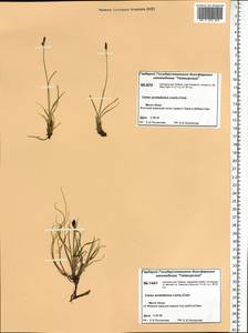 Carex bigelowii subsp. arctisibirica (Jurtzev) Á.Löve & D.Löve, Siberia, Central Siberia (S3) (Russia)