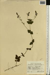 Veronica chamaedrys L., Eastern Europe, North Ukrainian region (E11) (Ukraine)
