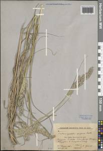 Calamagrostis epigejos (L.) Roth, Caucasus, Krasnodar Krai & Adygea (K1a) (Russia)