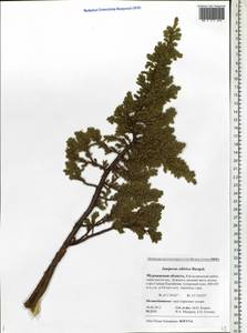 Juniperus communis var. saxatilis Pall., Eastern Europe, Northern region (E1) (Russia)