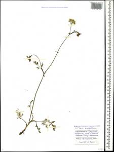 Carum meifolium (M. Bieb.) Boiss., Caucasus, Krasnodar Krai & Adygea (K1a) (Russia)