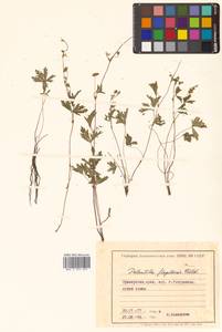 Potentilla flagellaris D. F. K. Schltdl., Siberia, Russian Far East (S6) (Russia)