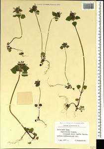 Lamium purpureum L., Crimea (KRYM) (Russia)