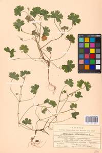 Geranium rotundifolium L., Eastern Europe, Moscow region (E4a) (Russia)