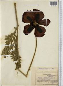 Papaver bracteatum Lindl., Caucasus, North Ossetia, Ingushetia & Chechnya (K1c) (Russia)