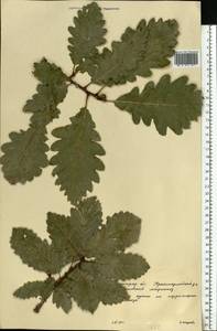 Quercus, Eastern Europe, Lower Volga region (E9) (Russia)