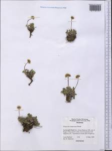 Erigeron compositus Pursh, America (AMER) (United States)