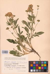 Anthyllis vulneraria L., Eastern Europe, Western region (E3) (Russia)