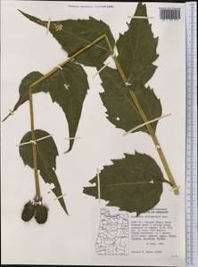 Rudbeckia occidentalis Nutt., America (AMER) (United States)