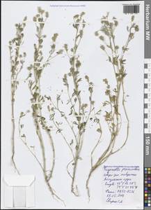 Trigonella procumbens (Besser) Rchb., Crimea (KRYM) (Russia)