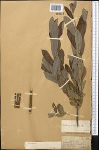 Salix cinerea L., Middle Asia, Dzungarian Alatau & Tarbagatai (M5) (Kazakhstan)