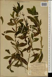 Potamogeton lucens L., Caucasus, Georgia (K4) (Georgia)
