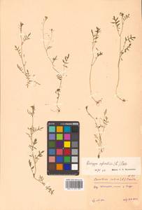 Rorippa sylvestris (L.) Besser, Siberia, Russian Far East (S6) (Russia)