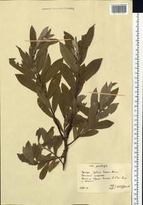 Salix gracilistyla Miq., Siberia, Russian Far East (S6) (Russia)