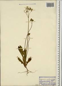 Crepis sancta subsp. sancta, Caucasus, Armenia (K5) (Armenia)