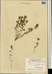 Thymus kotschyanus Boiss. & Hohen., Caucasus, Azerbaijan (K6) (Azerbaijan)