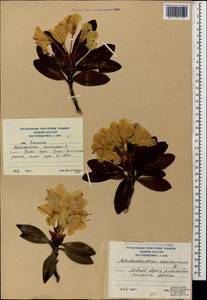 Rhododendron caucasicum Pall., Caucasus, South Ossetia (K4b) (South Ossetia)