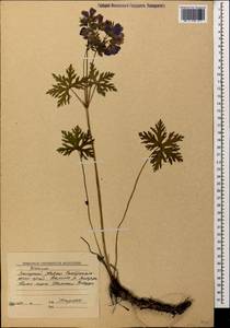 Geranium gymnocaulon DC., Caucasus, Stavropol Krai, Karachay-Cherkessia & Kabardino-Balkaria (K1b) (Russia)
