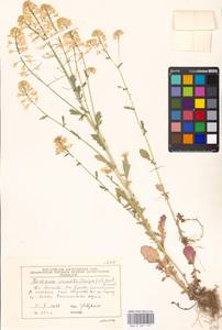 Barbarea vulgaris (L.) W.T. Aiton, Eastern Europe, Moscow region (E4a) (Russia)