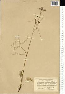 Ostericum tenuifolium (Pall. ex Spreng.) Y.C.Chu, Siberia, Baikal & Transbaikal region (S4) (Russia)