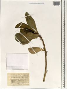 Scaevola sericea G. Forst., Africa (AFR) (Seychelles)