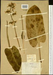 Ligularia glauca (L.) O. Hoffm., Siberia, Western Siberia (S1) (Russia)