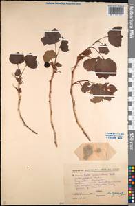 Ribes procumbens Pall., Siberia, Russian Far East (S6) (Russia)