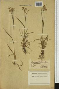 Luzula pallescens Sw., Western Europe (EUR) (Germany)